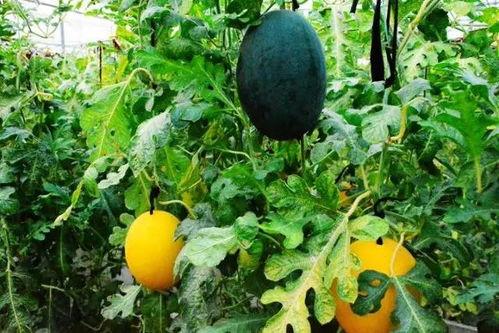 吃瓜群众黄多余,揭秘吃瓜群众的趣味生活