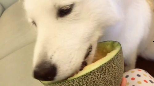 吃瓜群众宠物视频大全