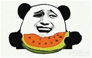 吃瓜群众碰拳二哈视频全集,一场欢乐的宠物互动盛宴