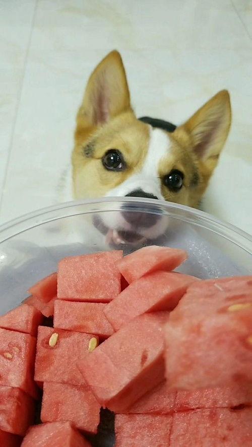 活捉一只吃瓜群众怎么办,如何巧妙应对围观现象