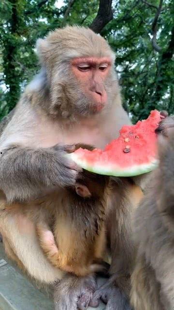 得意吃瓜群众微笑袋鼠