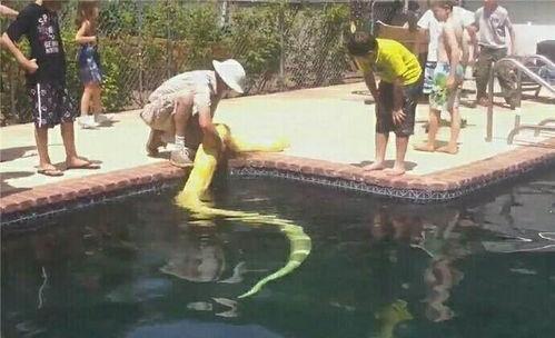 吃瓜群众游泳馆视频,吃瓜群众视角下的游泳馆欢乐时光