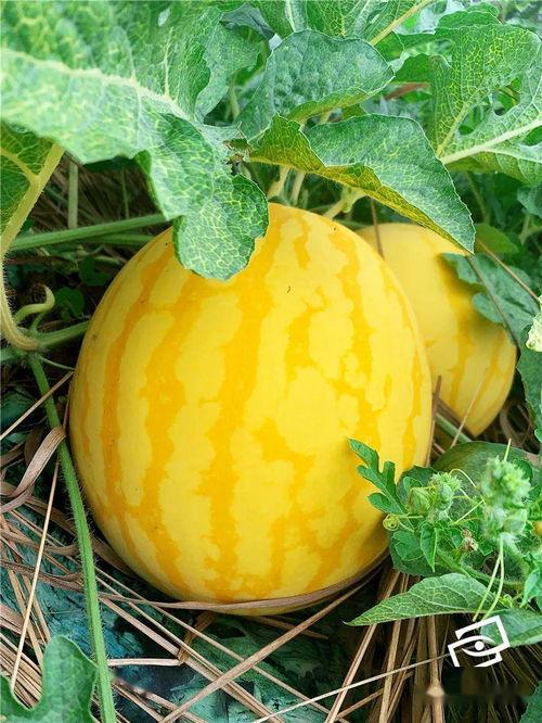 启海吃瓜群众,揭秘娱乐圈幕后风云