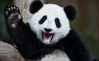 熊猫同学吃瓜群众,吃瓜群众的趣味生活