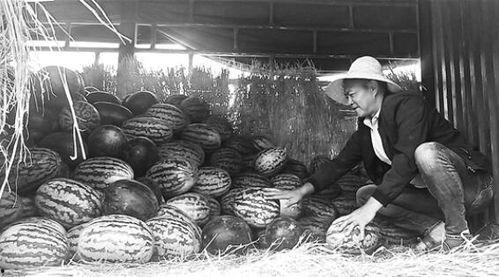 郑家庄吃瓜群众,吃瓜群众的欢乐盛宴